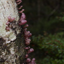 tiny-purple-bracket-fungi-Nothofagus-beech-forest-Bealeys-Valley-Arthurs-Pass-2013-06-14-IMG 1518