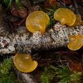 yellow-jelly-mushroom-Nothofagus-beech-forest-Bealeys-Valley-Arthurs-Pass-2013-06-14-IMG_8202.jpg