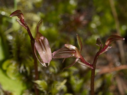 Acianthus-sinclairii-mosquito-orchid-Rangitoto-summit-track-26-07-2011-IMG 3193