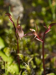 Acianthus-sinclairii-mosquito-orchid-Rangitoto-summit-track-26-07-2011-IMG 3194