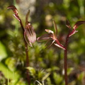 Acianthus-sinclairii-mosquito-orchid-Rangitoto-summit-track-26-07-2011-IMG 3194