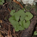 Acianthus-sinclairii-mosquito-orchid-leaves-Arataki-Nature-Walk-Waitakere-20-07-2011-IMG 3079