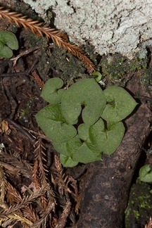 Acianthus-sinclairii-mosquito-orchid-leaves-Arataki-Nature-Walk-Waitakere-20-07-2011-IMG 3079