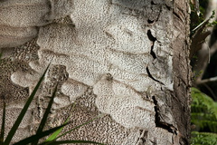 Agathis-australis-kauri-bark-Arataki-Nature-Walk-Waitakere-20-07-2011-IMG 3082