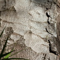 Agathis-australis-kauri-bark-Arataki-Nature-Walk-Waitakere-20-07-2011-IMG 3082