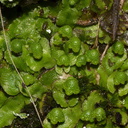 Asterella-foliose-liverwort-Upper-Nihotupu-track-22-07-2011-IMG 3160