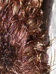 Cyathea-medullaris-black-tree-fern-trichomes-Rangitoto-summit-track-26-07-2011-IMG 3255