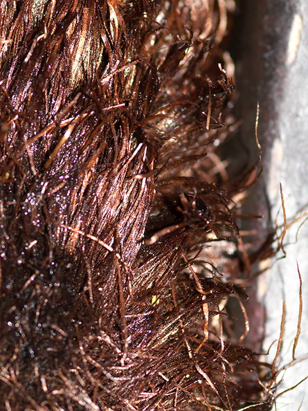 Cyathea-medullaris-black-tree-fern-trichomes-Rangitoto-summit-track-26-07-2011-IMG_3255.jpg