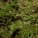 Dendrohypopterygium-sp-indet-moss-Waterfall-Gully-Track-Shakespear-ARC-Park-2013-07-22-IMG 9760