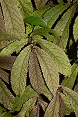 Elatostema-rugosum-parataniwha-green-to-red-leaves-Upper-Nihotupu-track-22-07-2011-IMG 3154
