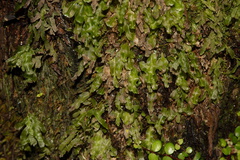 Hymenophyllum-filmy-fern-Upper-Nihotupu-track-22-07-2011-IMG 3163