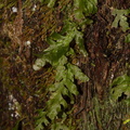 Hymenophyllum-filmy-fern-Upper-Nihotupu-track-22-07-2011-IMG 3164