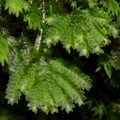 Hypopterygium-sp-moss-Waterfall-Gully-Track-Shakespear-ARC-Park-2013-07-22-IMG_9742.jpg
