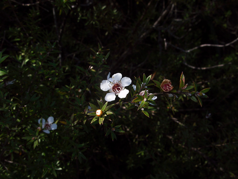 Leptospermum-scoparium-manuka-flower-Rangitoto-summit-26-07-2011-IMG_9519.jpg