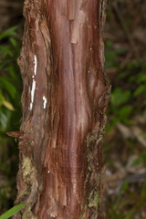 Libocedrus-plumosa-kawaka-bark-Arataki-Nature-Walk-Waitakere-20-07-2011-IMG 3089