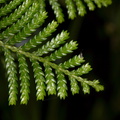 Libocedrus-plumosa-kawaka-leaves-Arataki-Nature-Walk-Waitakere-20-07-2011-IMG 3084