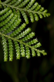 Libocedrus-plumosa-kawaka-leaves-Arataki-Nature-Walk-Waitakere-20-07-2011-IMG 3084