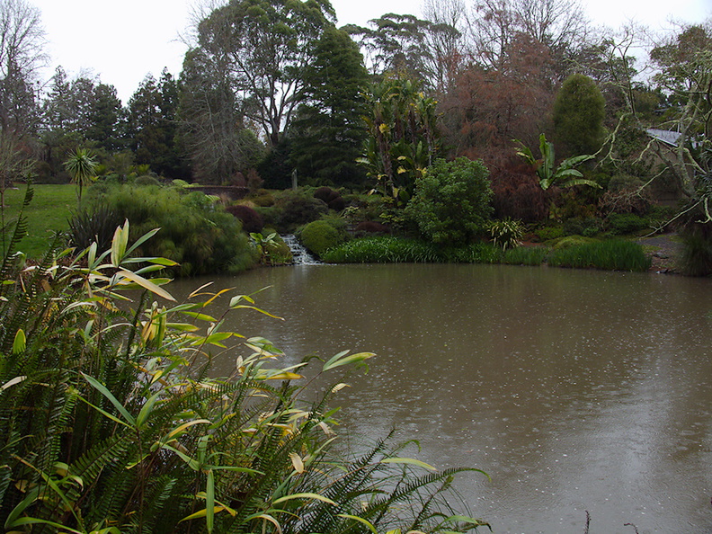 Ollies-Pond-with-papyrus-Ayrlies-Garden-Auckland-2013-07-03-IMG_2223.jpg
