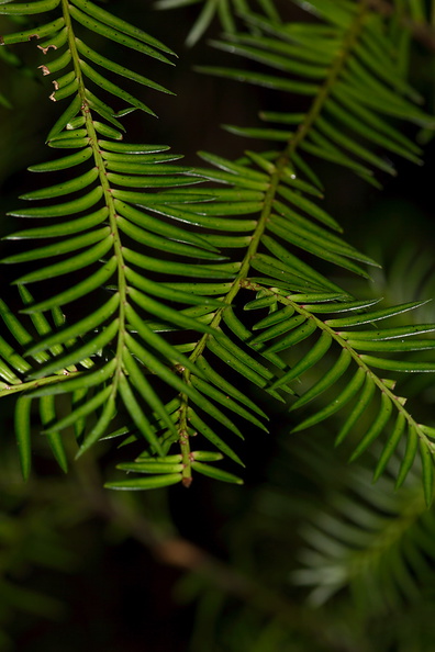 Podocarpus-ferruginea-brown-pine-miro-Prumnopitys-ferruginea-Arataki-plant-ID-walk-Waitakere-21-07-2011-IMG 3099