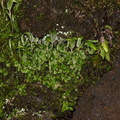 Pterostylis-sp-greenhood-orchid-colony-Rangitoto-summit-track-26-07-2011-IMG 3213