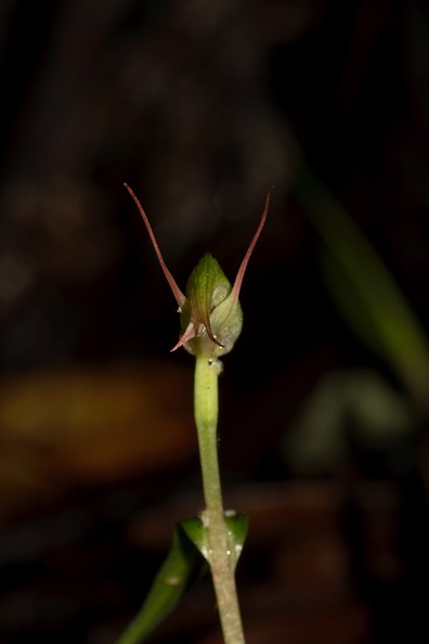Pterostylis-sp2-greenhood-orchid-Warkworth-Kauri-Reserve-03-07-2011-IMG_2733.jpg