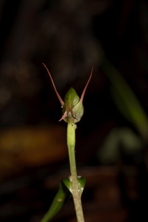Pterostylis-sp2-greenhood-orchid-Warkworth-Kauri-Reserve-03-07-2011-IMG 2733