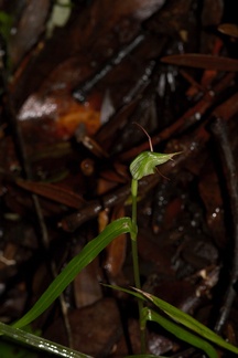 Pterostylis-sp2-greenhood-orchid-Warkworth-Kauri-Reserve-03-07-2011-IMG 2739