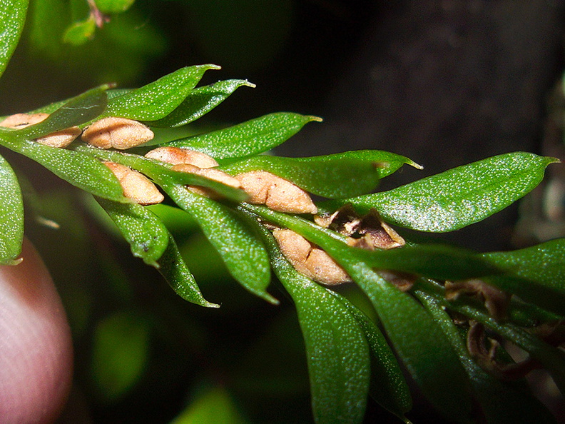 Tmesipteris-lanceolata-fork-fern-mature-sporangia-Arataki-Nature-Walk-Waitakere-20-07-2011-IMG 9365