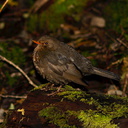 brown-towhee-like-bird-Rangitoto-summit-track-26-07-2011-IMG 3219