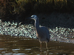 gray-heron-Miranda-Shorebirds-Reserve-02-07-2011-IMG 2710