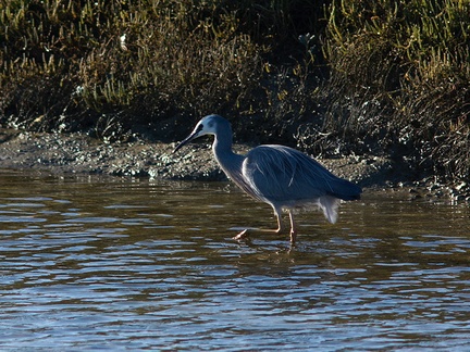 gray-heron-Miranda-Shorebirds-Reserve-02-07-2011-IMG 2712