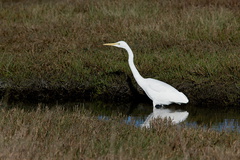 great-white-heron-Miranda-Shorebirds-Reserve-02-07-2011-IMG 2717