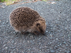hedgehog-on-Pakiri-Rd-near-Pakiri-03-07-2011-IMG 9083