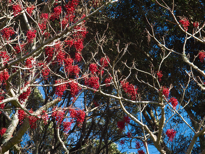 indet-red-berried-tree-on-Mt-Eden-Park-Auckland-24-07-2011-IMG_9536.jpg
