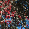indet-red-berried-tree-on-Mt-Eden-Park-Auckland-24-07-2011-IMG 9536