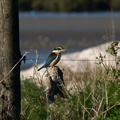 kingfisher-Halcyon-sancta-Miranda-Shorebirds-Reserve-02-07-2011-IMG 2696