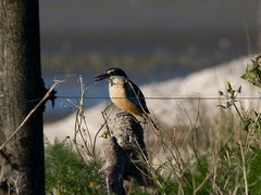 kingfisher-Halcyon-sancta-Miranda-Shorebirds-Reserve-02-07-2011-IMG 2699