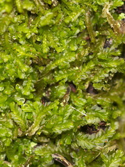 leafy-liverwort-Mt-Eden-Auckland-28-05-2011-IMG 2152
