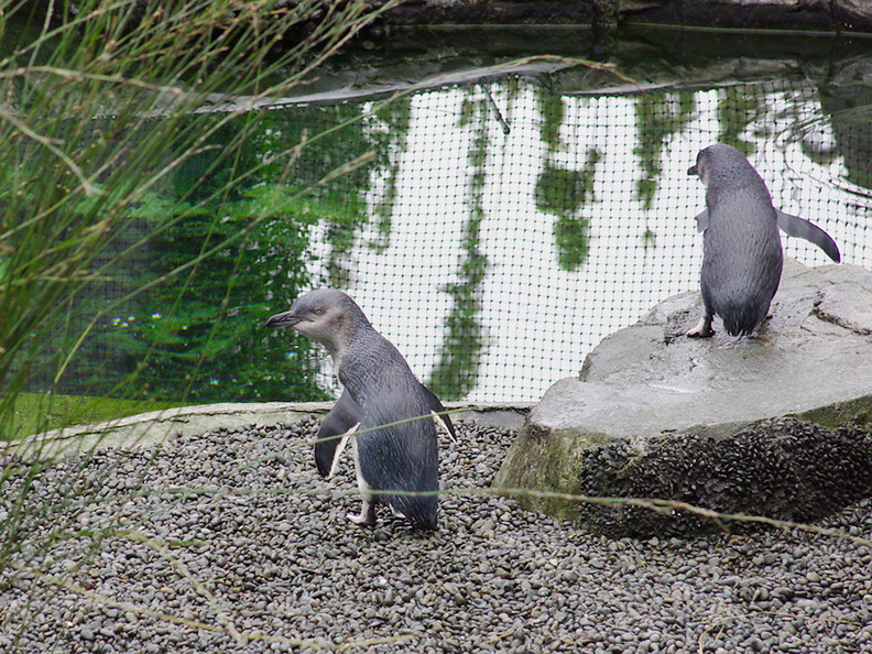 little-blue-penguins-korora-Auckland-Zoo-2013-07-24-IMG_2824.jpg