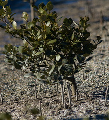 mangrove-pneumatophores-Miranda-Shorebirds-Reserve-02-07-2011-IMG 2724