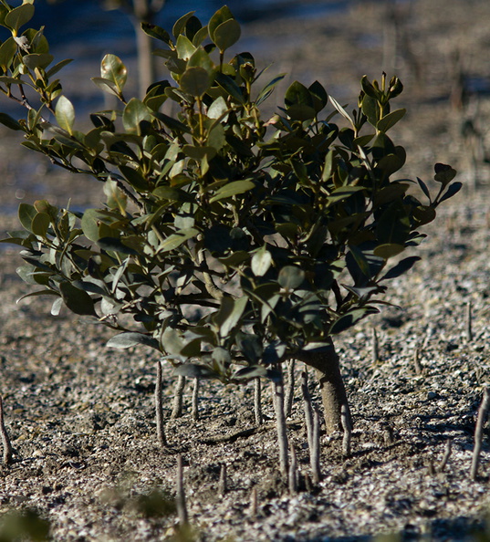 mangrove-pneumatophores-Miranda-Shorebirds-Reserve-02-07-2011-IMG_2724.jpg