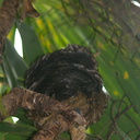 morepork-owl-Ninox-novaeseelandiae-roosting-in-cabbage-tree-Wattle-Track-Tiritiri-Matangi-2013-07-21-IMG 9729