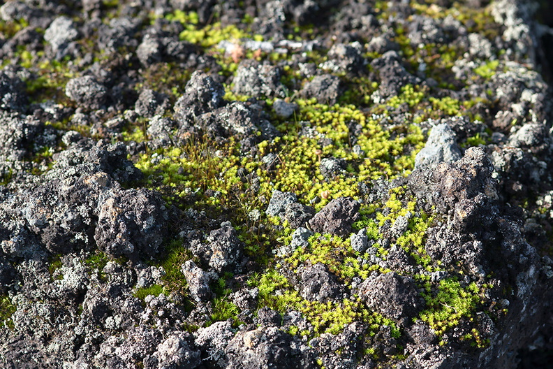 moss-early-successional-lava-rock-aa-Rangitoto-summit-track-26-07-2011-IMG_3275.jpg