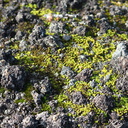 moss-early-successional-lava-rock-aa-Rangitoto-summit-track-26-07-2011-IMG 3275