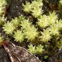 moss-light-green-closeup-Rangitoto-summit-track-26-07-2011-IMG 3191
