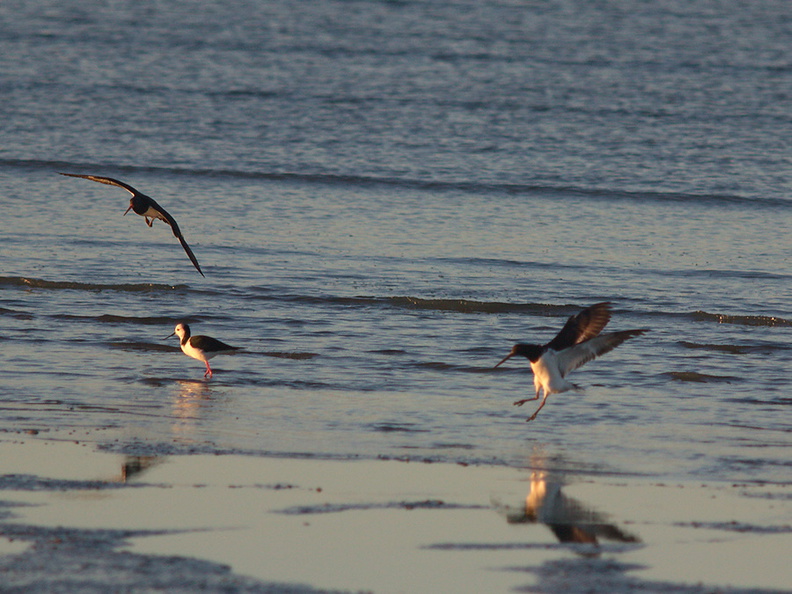 oystercatchers-and-pied-stilts-Rays-Rest-Miranda-Bird-Reserve-2013-07-01-IMG_8703.jpg