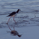 pied-stilt-Rays-Rest-Miranda-Bird-Reserve-2013-07-01-IMG 8653