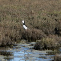 pied-stilts-Miranda-Shorebirds-Reserve-02-07-2011-IMG 2721