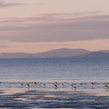 pied-stilts-and-oystercatchers-Rays-Rest-Miranda-Bird-Reserve-2013-07-01-IMG_2157.jpg