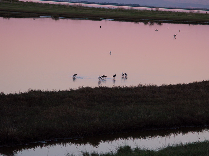 pied-stilts-at-sunset-Miranda-Shorebird-Reserve-01-07-2011-IMG_9054.jpg